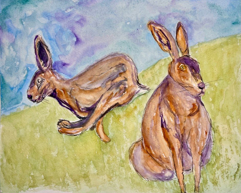 Hare sketch and&nbsp;watercolor