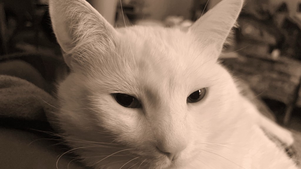 338 – Tired&nbsp;kitty